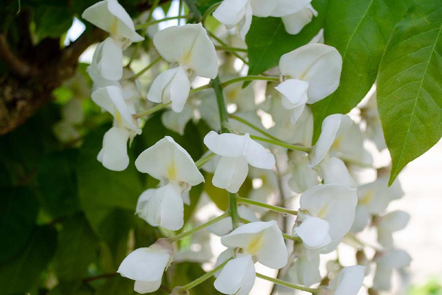 Japanse witte regen klimplant (60-70cm)