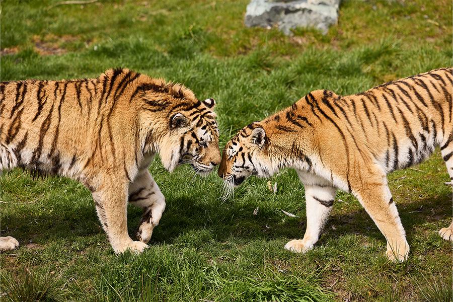 Twee tijgers met de koppen tegen elkaar