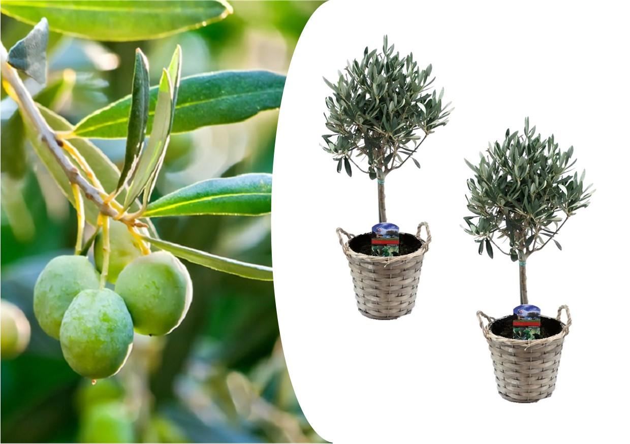 Set van 2 olijfbomen op stam incl. mand (45-55cm)