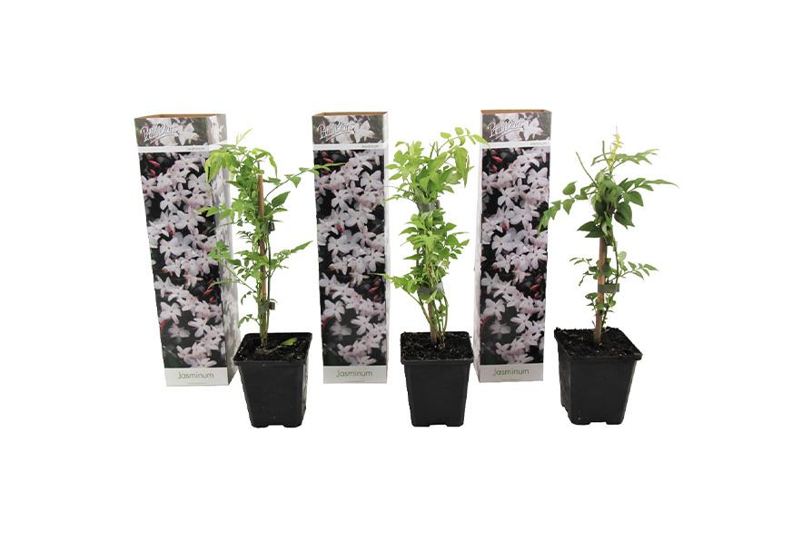 Set van 3 jasmijnplanten (25-40cm)