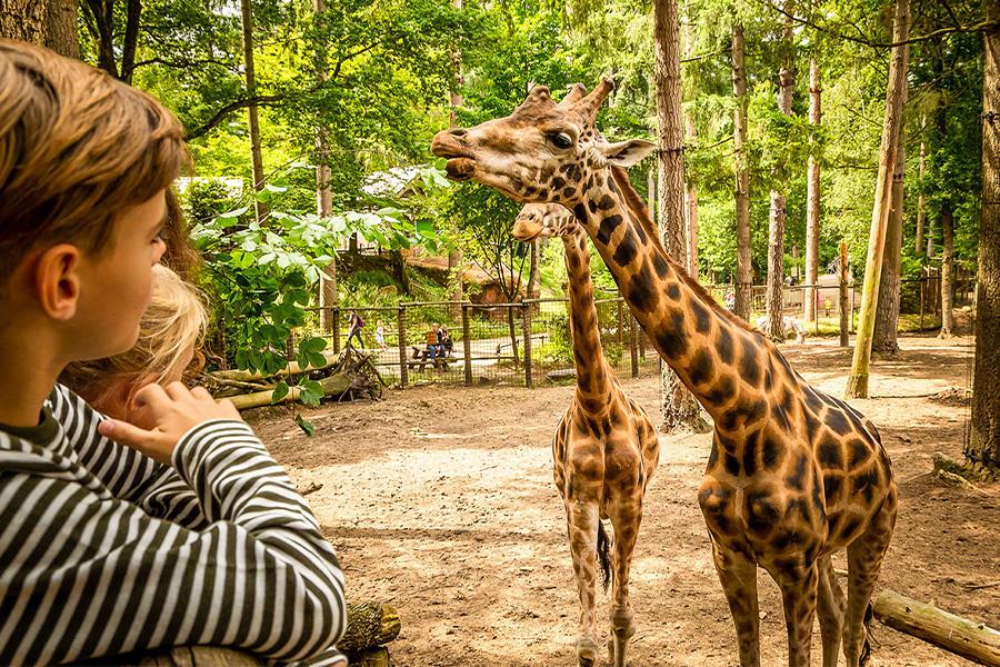 Twee kinderen en twee giraffen die elkaar aankijken in de dierentuin
