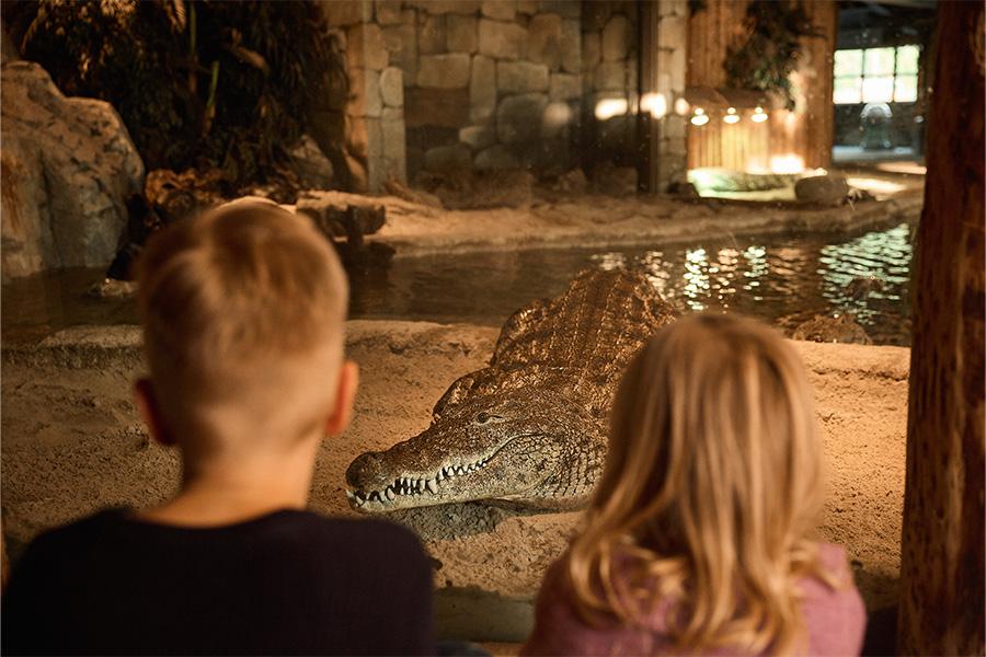Twee kinderen die naar een krokodil kijken in de dierentuin