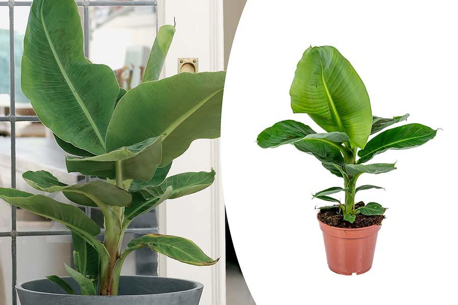 Collage van twee afbeeldingen van bananenplanten. Eentje in een kweekpot op een witte achtergrond en eentje in een sierpot in de huiskamer.