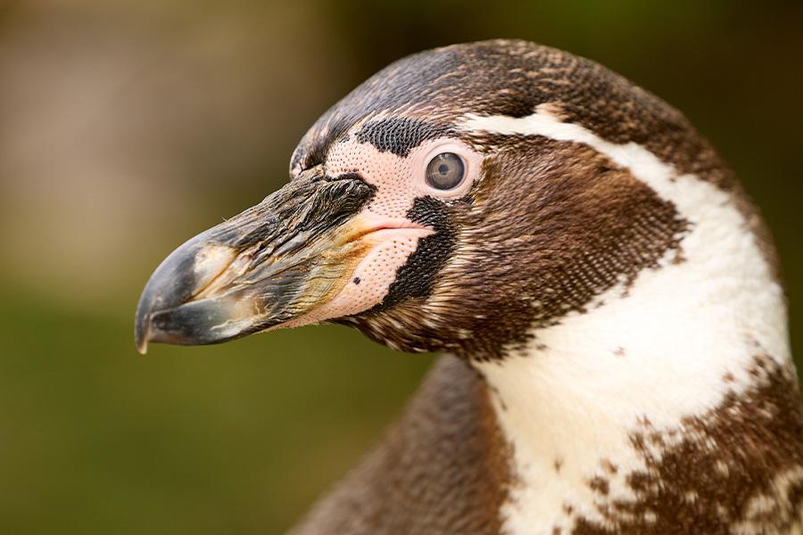 Pinguïn ingezoomed zij-aanzicht