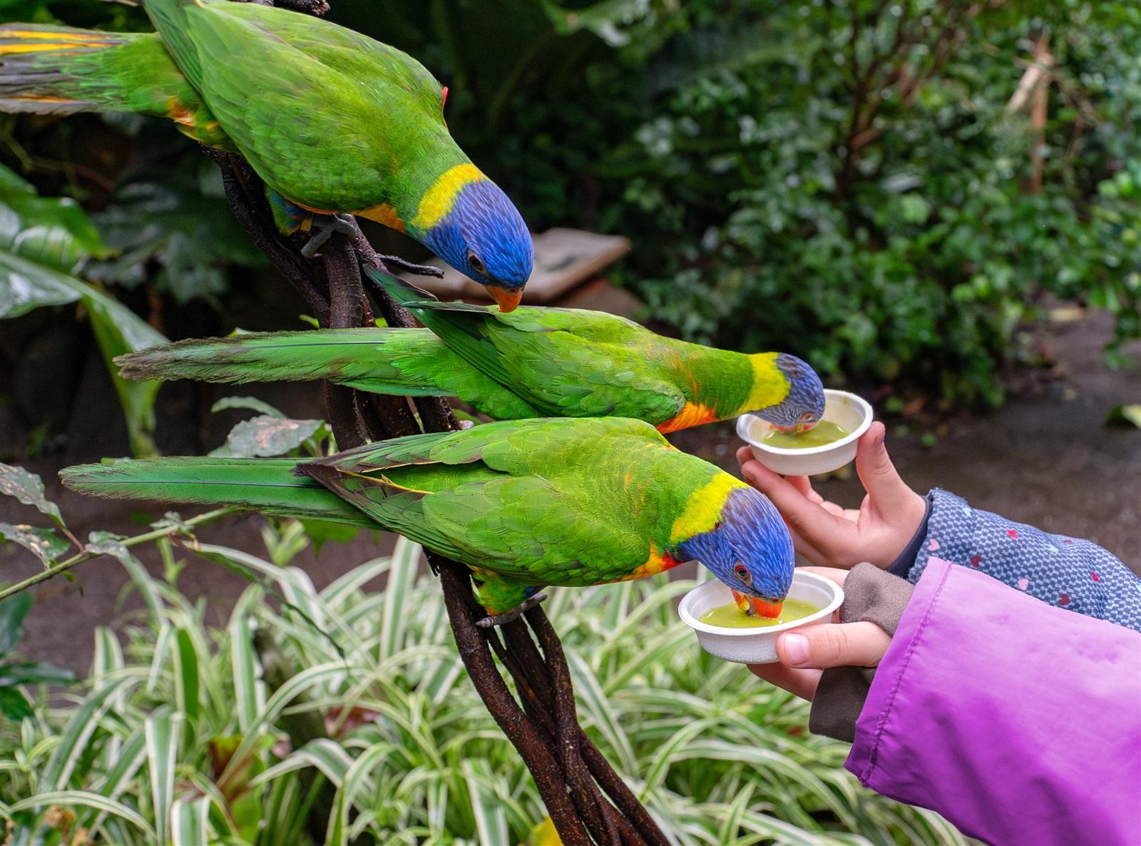 Drie groene papegaaitjes die gevoerd worden